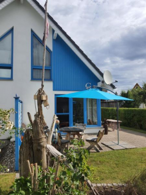 Ginster in Zingst